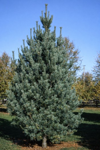 Сосна гнучка Вандерволф Пірамід|Pinus flexilis ’Vanderwolf’s Pyramid’|Сосна гибкая Вандерволф Пирамид